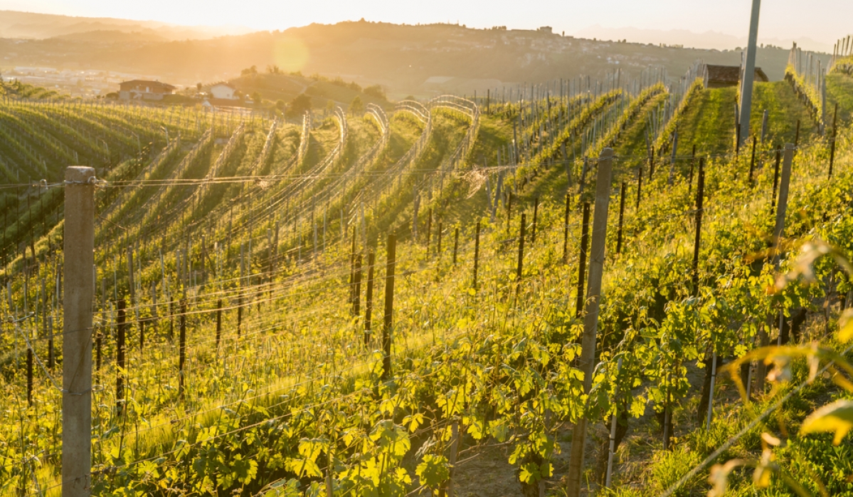 Caccia al Tartufo in Piemonte