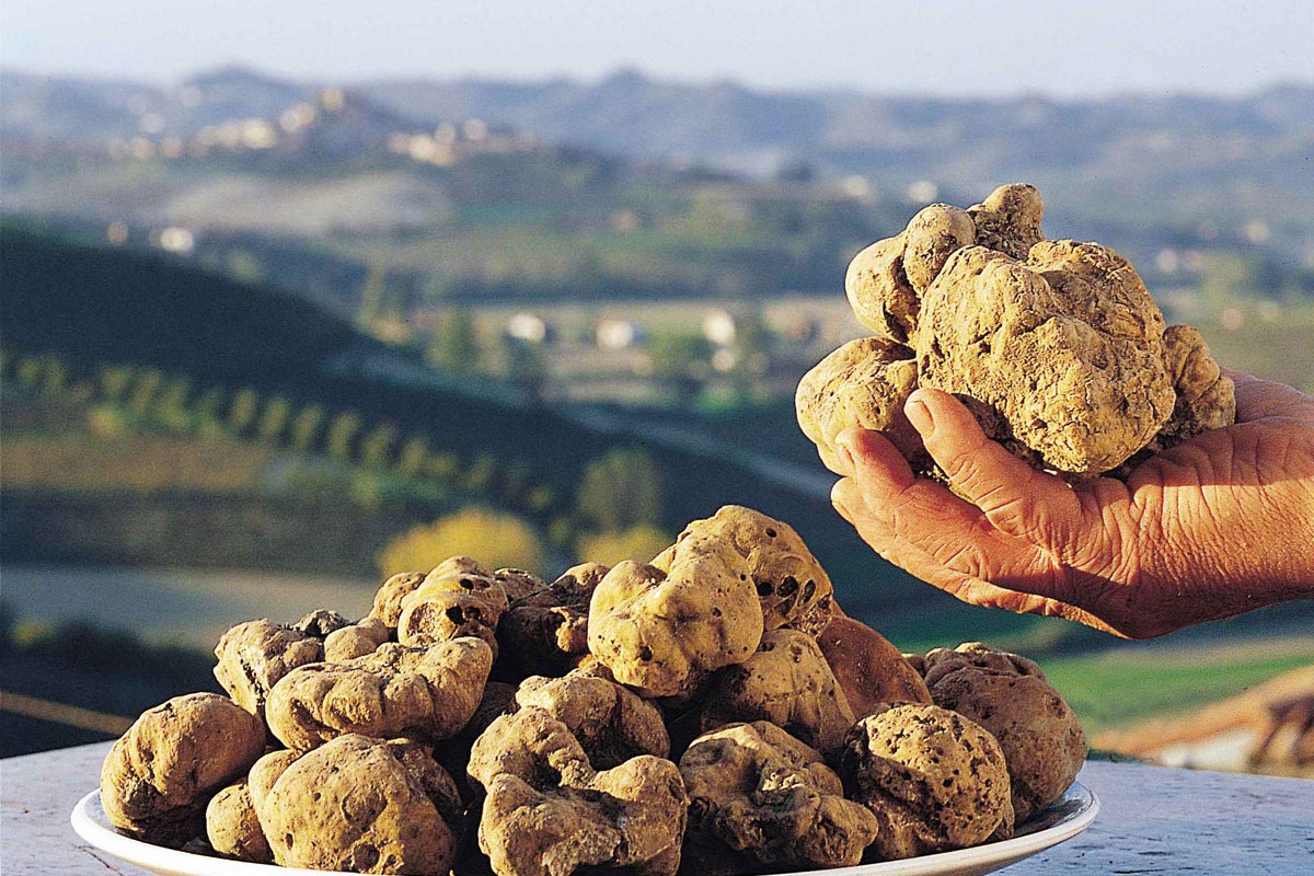 Caccia al Tartufo in Piemonte